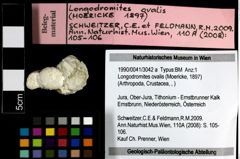 Foto (Objekt + Etiketten) von Longodromites ovalis (Moericke, 1897) 